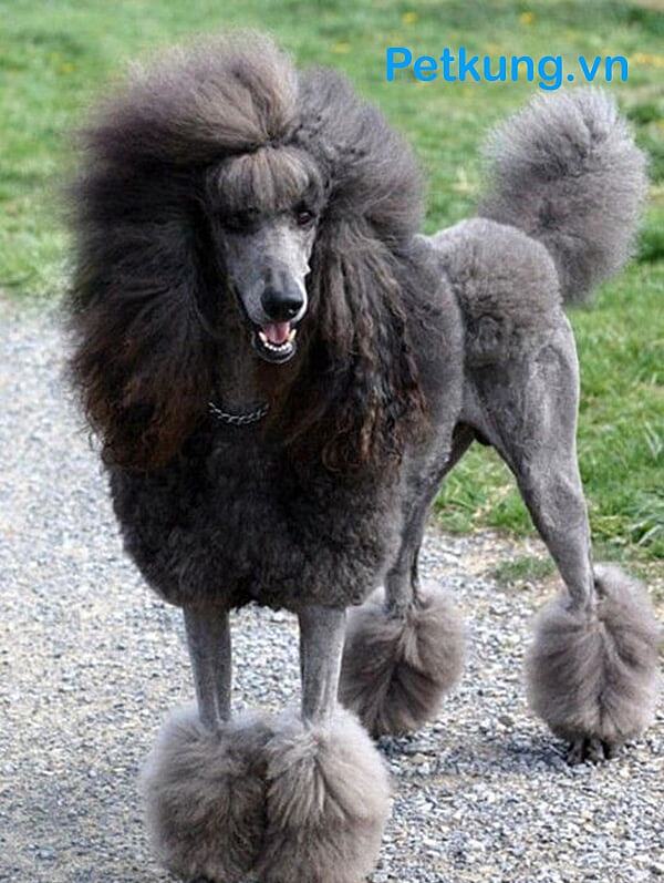 Các kiểu tỉa lông cho chó Poodle đẹp nhất - LION