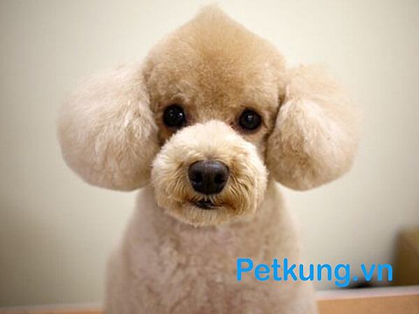 Các kiểu tỉa lông cho chó Poodle đẹp nhất -  Cupcake