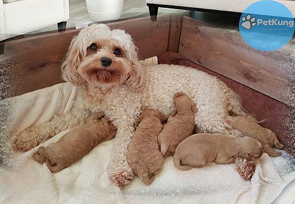 Cách chăm sóc chó poodle mẹ mới sinh