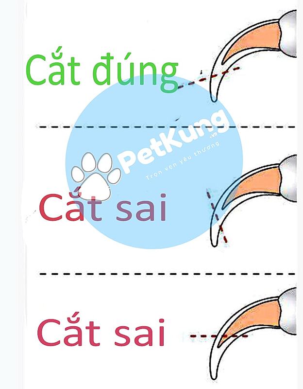 Hướng dẫn cắt móng cho mèo đúng cách