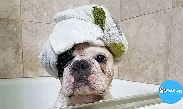 Khi nào thì nên tắm cho chó con
