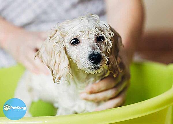 Hướng dẫn cách tắm cho chó poodle