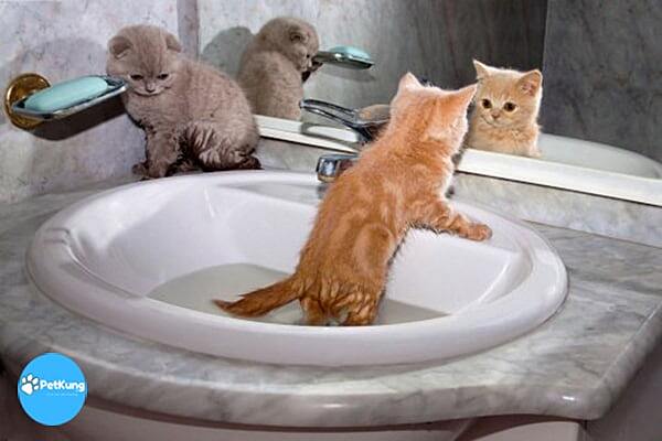  Tắm cho mèo con bằng sữa tắm
