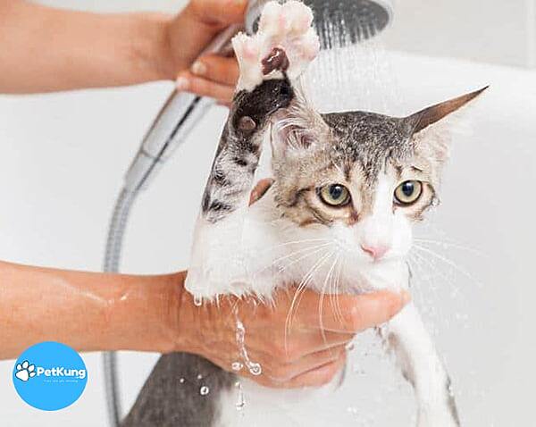Có nên tắm cho mèo con không