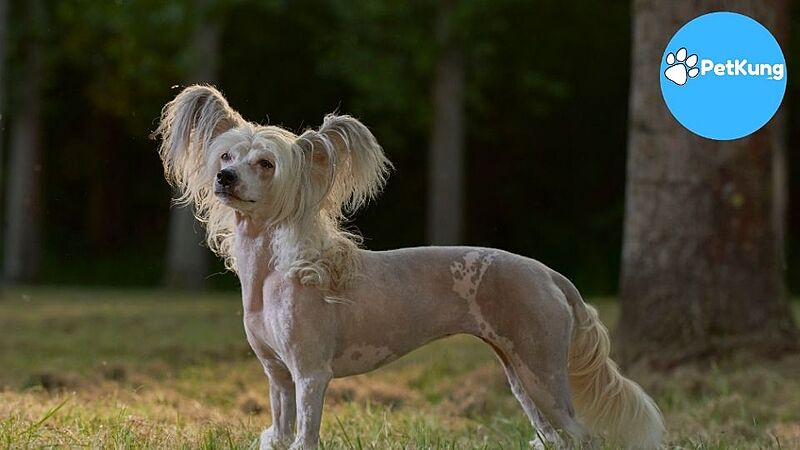 Giống chó Chinese Crested