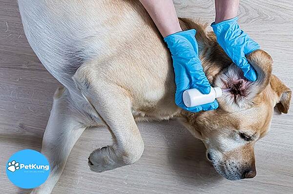 Phương pháp điều trị chó bị viêm tai đúng cách
