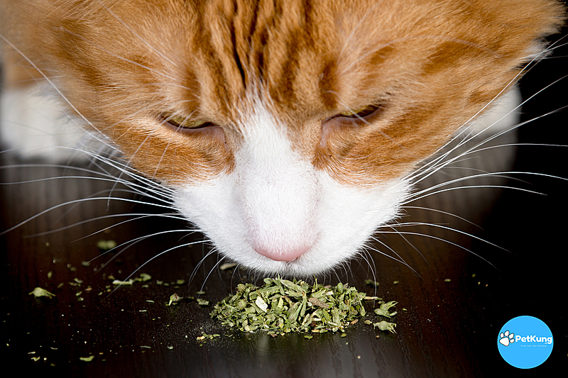 1 Cỏ Bạc Hà Mèo Là Gì? Hướng Dẫn Sử Dụng Catnip Cho Mèo