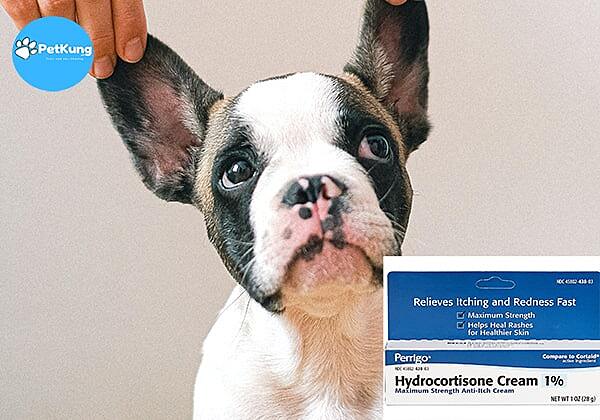  Kem bôi trị ngứa da cho chó Hydrocortisone Generic 1%