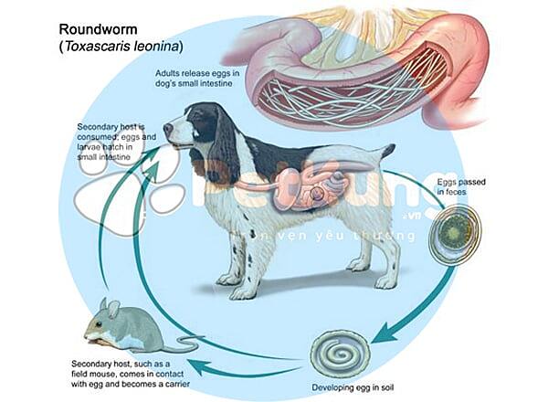 Các triệu chứng của bệnh sán dây ở chó và mèo
