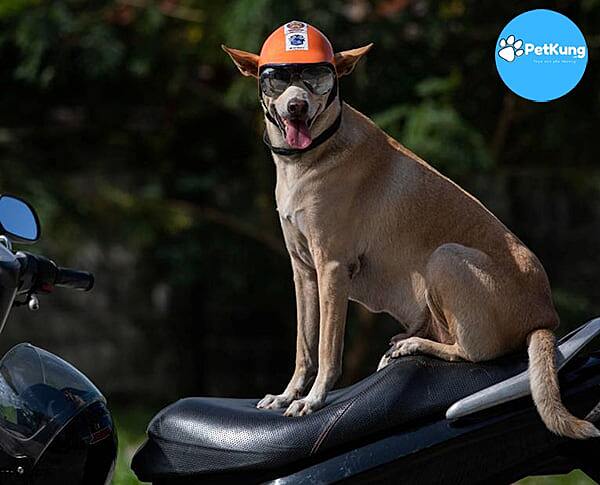 Huấn luyện chó giữ thăng bằng làm quen với cách ngồi xe
