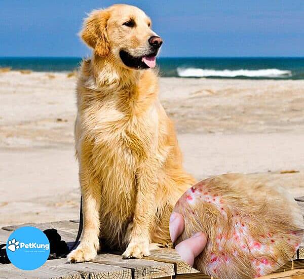 Chó Bị Viêm Da: Chó bị viêm da tắm lá gì? Cách điều trị