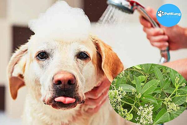 Chó Bị Viêm Da: Chó bị viêm da tắm lá gì? Cách điều trị