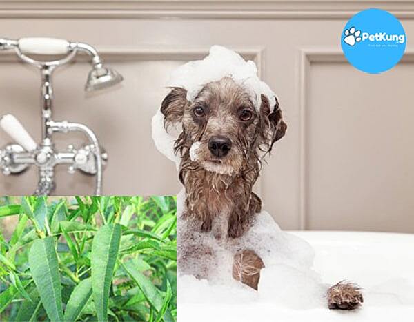 Tắm cho chó bị viêm da dầu gì là tốt nhất?