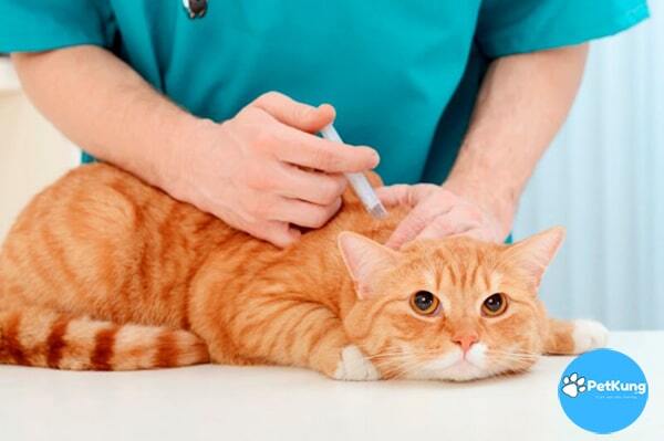 Cách phòng ngừa bệnh dại ở mèo