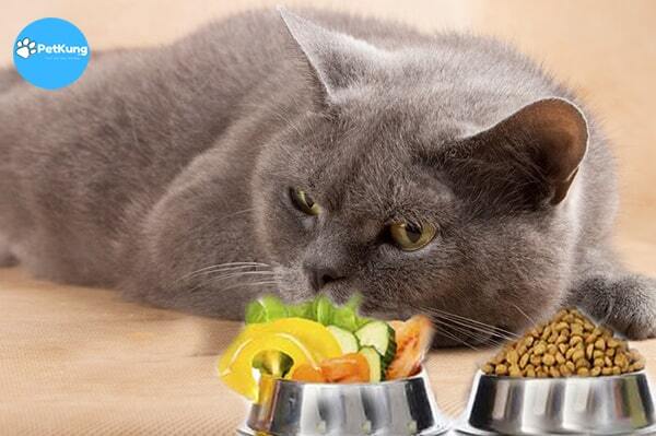  Mèo Biếng ăn, chán ăn, kén ăn & cách chữa trị hiệu quả